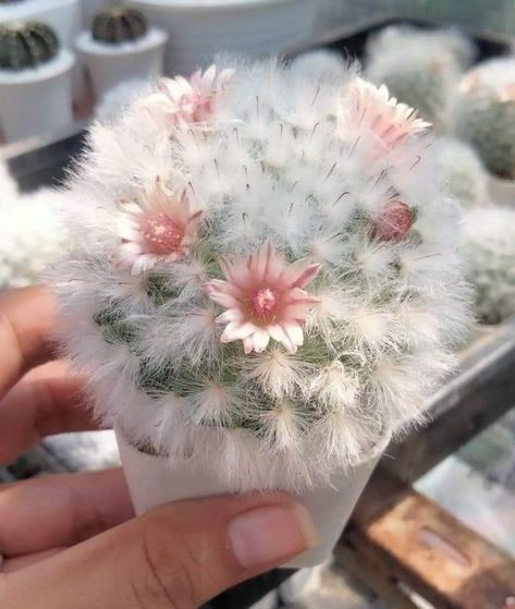 Mammillaria plumosa. Plant Goals, نباتات منزلية, Plant Fungus, Succulent Garden Diy, Succulent Gardening, Nothing But Flowers, Plant Aesthetic, Unique Plants, Cactus Y Suculentas