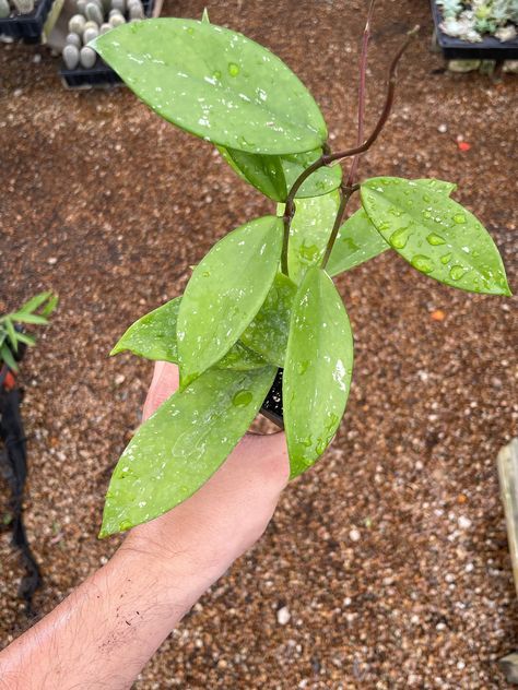 Variegated Hoya, Houseplant Collection, Philodendron Scandens, Marble Queen Pothos, Neon Pothos, Epipremnum Pinnatum, Golden Pothos, Chinese Evergreen, Crinkle Paper