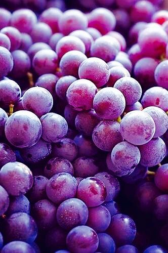 good evening sunshine #grapes Purple Fruit, Vitis Vinifera, Beautiful Fruits, Purple Grapes, Red Grapes, Colorful Fruit, All Things Purple, Delicious Fruit, Pavlova