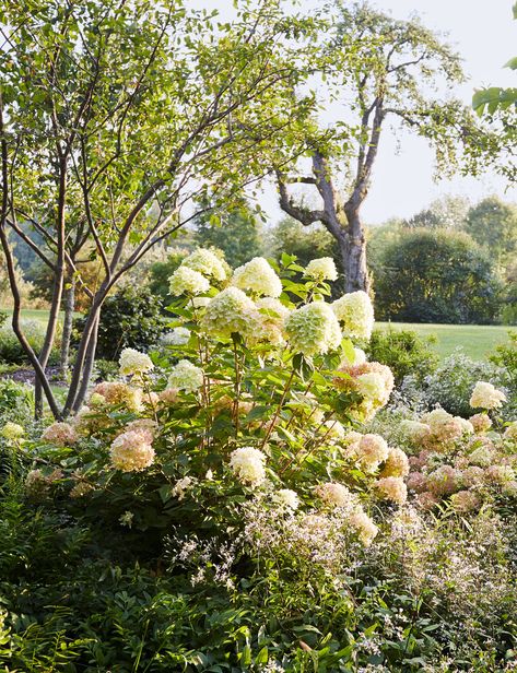 Big Leaf Hydrangea, Types Of Hydrangeas, Bigleaf Hydrangea, Juicy Burgers, Smooth Hydrangea, Endless Summer Hydrangea, Hydrangea Quercifolia, Limelight Hydrangea, Panicle Hydrangea