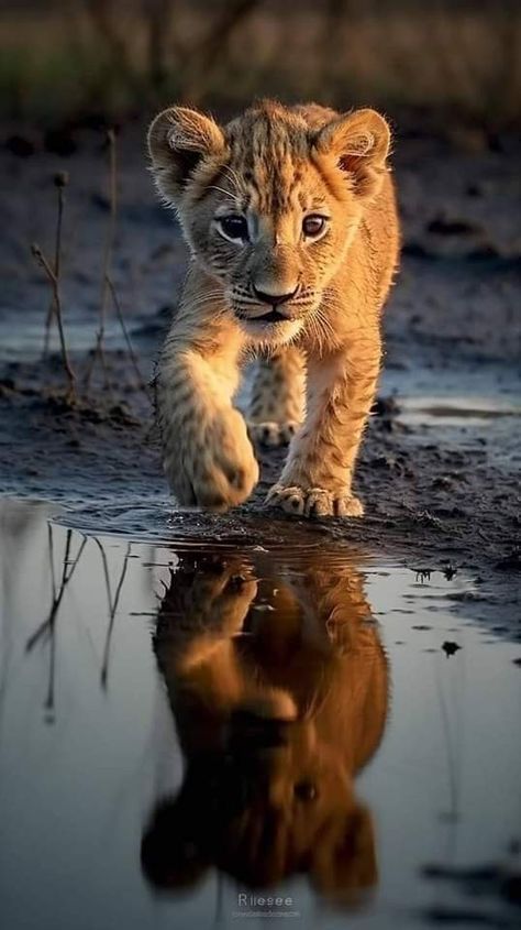 African Animals Photography, Baby Lion Cubs, Big Cat Tattoo, Lion Cubs, Wild Animals Photos, Lion Photography, Lions Photos, Tiger Pictures, Wild Animals Pictures