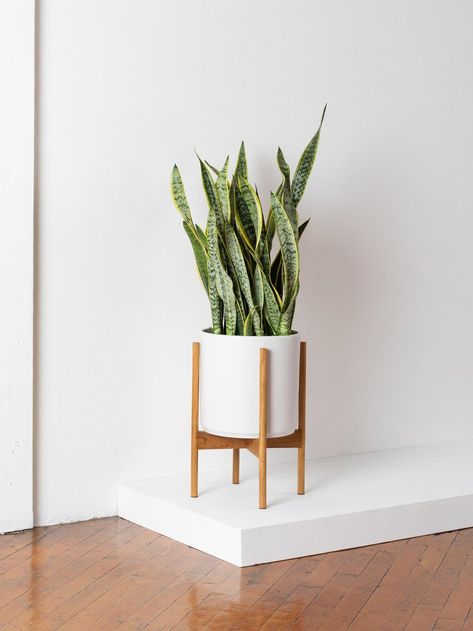 Snake Plant Care Guide Snake Plant Care, Plant Care Tips, Floor Plants, Plant Delivery, Iron Plant, Easy Care Plants, Low Light Plants, Bedroom Plants, Office Plants