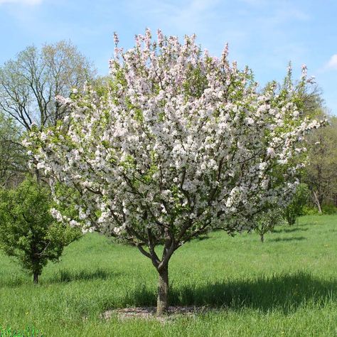 Doubleflower Chinese Flowering Crabapple - Malus spectabilis 'Plena' Flowering Crabapple, Ocean Waves Painting, Chinese Landscape, Chinese Garden, Wave Painting, Crab Apple, Landscape Projects, Herb Garden, Spiders