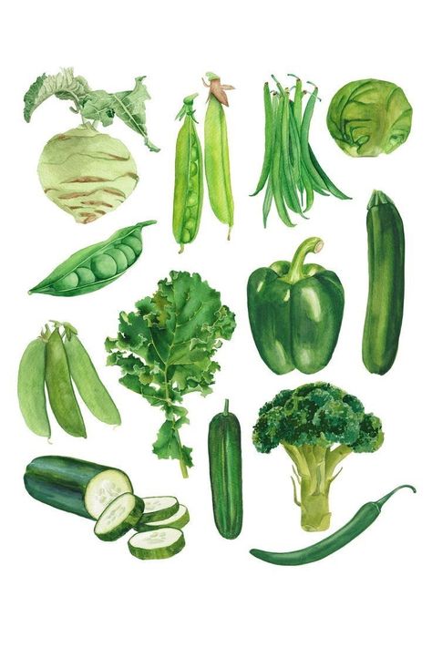 Watercolour Food, Healthy Greens, Vegetable Drawing, Vegetable Painting, Vegetable Illustration, Frog Illustration, Object Design, Food Illustration Art, Watercolor Food