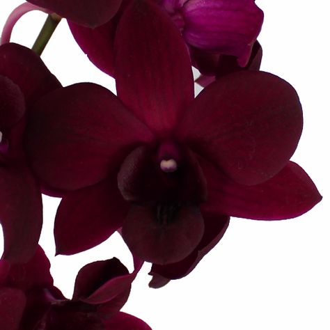 Burgundy orchid Pantone Wedding Colors, Orchid Bouquet, Dendrobium Orchids, Orchid Wedding, Dried Rose Petals, Flower Care, Burgundy Flowers, Wholesale Flowers, Wedding Flower Arrangements