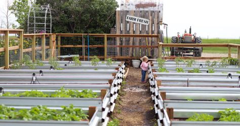 Grow Your Own Archives • The Prairie Homestead Jill Winger, The Prairie Homestead, Prairie Homestead, Building Raised Beds, Harvesting Herbs, Garden Plots, The Barnyard, Survival Gardening, Heirloom Vegetables