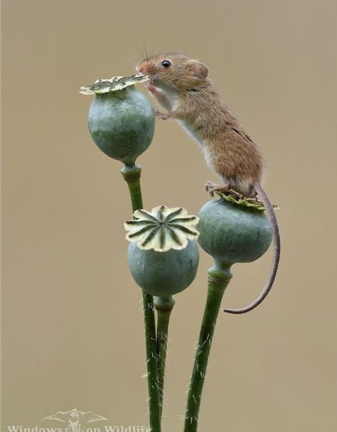 49 Photos Of Adorable Harvest Mice Playing Among Plants Poppy Heads, Harvest Mice, Wildlife Tattoo, Magical Animals, Harvest Mouse, Field Mouse, Mouse Drawing, Painting Reference, Pet Rats