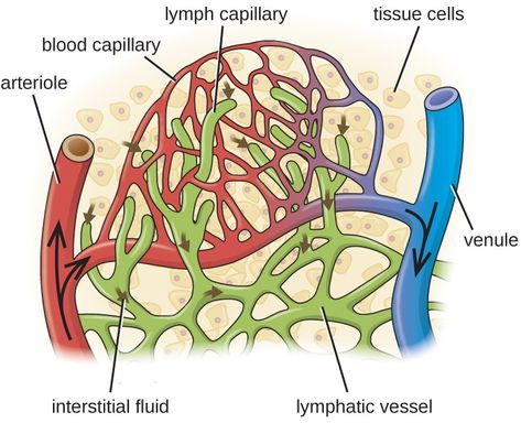 Lymph Vessels, Lymph Fluid, Human Anatomy And Physiology, Medical Anatomy, Body Scanning, Lymph Nodes, Health Planner, Circulatory System, Nursing Notes