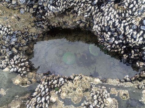 A tide pool with green anemones in Washington State, USA Pool Life, Tide Pool, Forever Green, Time And Tide, Tide Pools, Beautiful Ocean, Oregon Coast, Washington State, Anemone