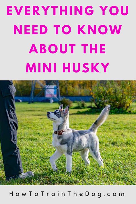 Miniature Husky – Is This Mini Husky The Perfect Choice For You? #MiniatureHusky #MiniHusky Mini Husky Alaskan Klee Kai, Mini Husky, Husky Dog Names, Alaskan Klee Kai Puppy, Miniature Husky, Bear Dog Breed, Mini Huskies, Husky Faces, Husky Colors