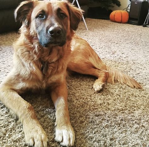 The 14 World’s Most Awesome Golden Retriever Mixes | Page 2 of 3 | PetPress Rottweiler Mixed With Golden Retriever, Golden Shepherd, Too Cute To Handle, Adorable Golden Retriever, Golden Mix, Rottweiler Mix, Golden Retriever Mix, Emotional Support Animal, Labrador Retriever Mix