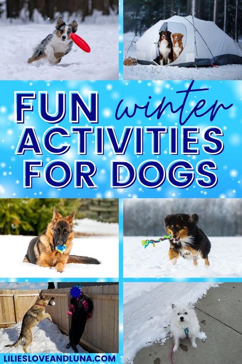 Rainy Day Dog Activities, Dog Boredom Busters Diy, Puppy Activities, Dog Mental Stimulation, Puppy Enrichment, Activities For Dogs, Pet Activities, Dog Boredom Buster, Dog Activity