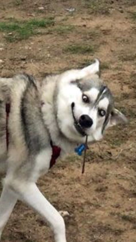 Every dog has their own personality, and some of them can be just as weird as some people you probably know. That’s what the /r/WhatsWrongWithYourDog subreddit shares - pictures of dogs that aren’t quite dogging right. Dog Pictures Funny, Funny Dog Images, Siberian Husky Funny, Husky Faces, Funny Husky, White Husky, Cute Cat Memes, Husky Funny, Husky Lover