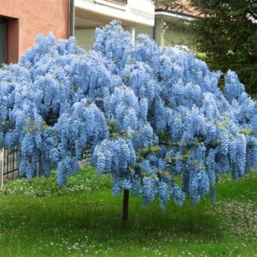 Shop - Plantly Blue Wisteria, Chinese Wisteria, Building References, Wisteria Plant, Wisteria Tree, Climbing Flowers, Plantas Bonsai, Live Tree, Fast Growing Trees