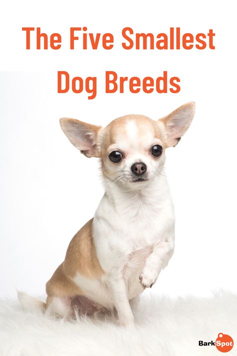 In this article we will be exploring the five smallest dog breeds. These breeds are perfect for city-folk living in cramped apartments, but many of these little pups also enjoy the fresh air and open spaces. Now, let’s take a look at these tiny companions. #dogbreed #chihuahua #papillon #pomeranian #brusselsgriffon Smallest Dog Breeds, Smallest Dog, Best Small Dog Breeds, Tiny Dog Breeds, Best Small Dogs, Tiny Dog, Papillon Dog, Hypoallergenic Dogs, City Folk