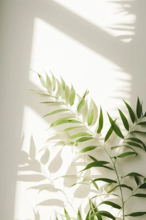 Illustration about a photo of a plant with long green leaves placed within a white room. AI Generated. Illustration of interior, botanical, potted - 305159563 Temple Photoshoot, Background Photo Studio, Motivation Art, Plant Photography, Plant Aesthetic, Motivational Art, White Room, Beauty Studio, Business Photos