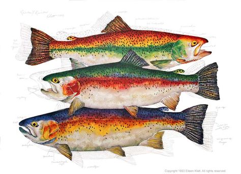 The Art of Eileen Klatt: New Fish, Old Favorites. Trout prints. Trout Images, Trout Pictures, Flyfishing Art, Trout Painting, Fish Paintings, Trout Art, Fish Embroidery, Fish Prints, Fly Fishing Art