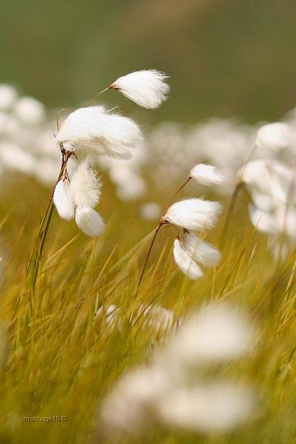 Whats Wallpaper, North Asia, Blowin' In The Wind, Illustration Manga, Wound Dressing, Field Of Dreams, Paper Making, Haiwan Peliharaan, Windy Day