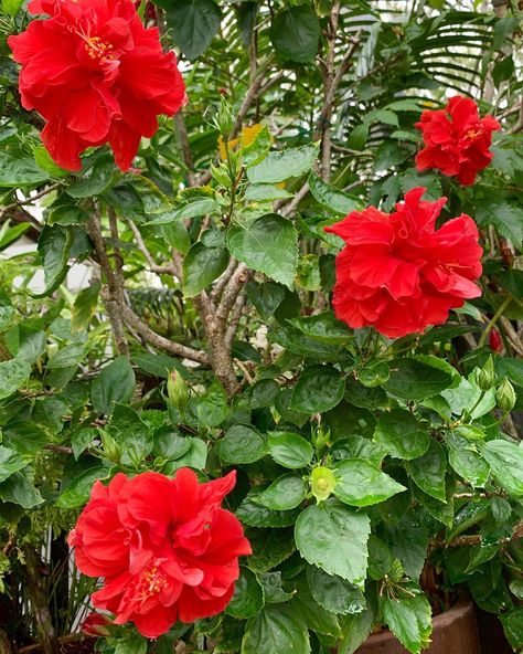 Never has this old Hibiscus shrub in front of my house displayed so many showy double-petal red flowers before. Thanks to the dry and hot… Double Hibiscus Flower, Hibiscus Shrub, Growing Hibiscus, Red Hibiscus Flower, Hibiscus Rosa Sinensis, Red Plants, Hibiscus Plant, Red Hibiscus, Garden Compost