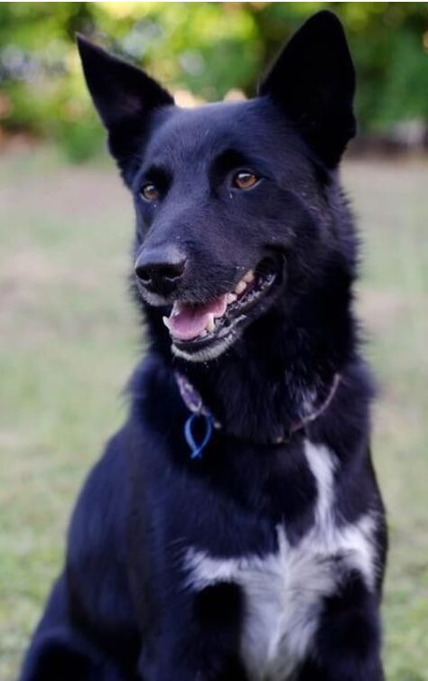 Australian Kelpie Dog, Picture Borders, Bill Watterson, Funny Friendship, Australian Kelpie, Collie Puppies, Border Collie Mix, Collie Mix, Best Friendship Quotes