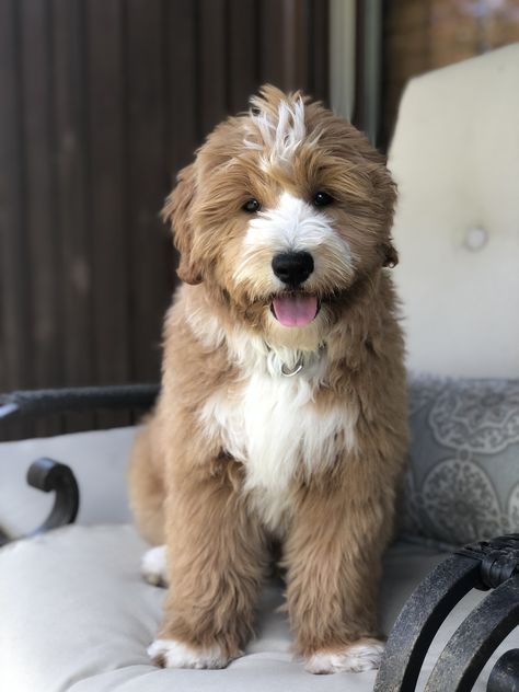 Red & White Tuxedo Goldendoodle puppy, Candy Doodles Maddi.  Candydoodles-Goldendoodles.com Tuxedo Goldendoodle, Cutest Puppy, Cutest Puppies, White Tuxedo, Yorkshire Terrier Puppies, Goldendoodle Puppy, Doodle Dog, Airedale Terrier, Puppy Breeds