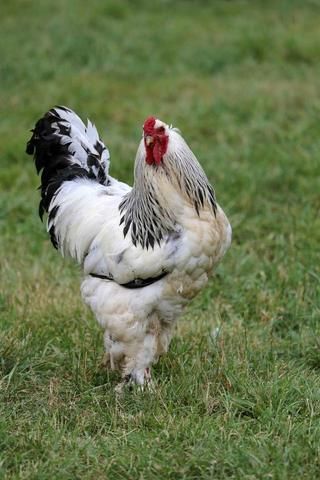 my big boy Brahma Chicken, Farm Animal Paintings, Chicken Flock, Poultry Farming, Egg Laying Chickens, Chicken Pictures, Rooster Painting, Beautiful Chickens, Cute Love Memes