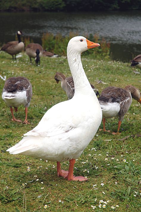 Goose Reference Photo, Goose Pictures, Geese Photography, Duck Images, Duck Pictures, Manhattan Project, Duck Art, Bird Pictures, Bird Photo