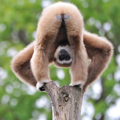 Charlie on Instagram: "A wee Gibbon showing off her bum. Those plates on their rears allow them to sit comfortably in hard and other wise uncomfortable trees. #gibbons #monkey #monkeys #apes #ape #primate" Matka Natura, Monkeys Funny, صور مضحكة, Primates, Animal Planet, Funny Animal Pictures, Animal Photo, Nature Animals, 귀여운 동물