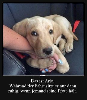 Das ist Arlo. Während der Fahrt sitzt er nur dann ruhig.. | Lustige Bilder, Sprüche, Witze, echt lustig Dogs Gif, Memes Dog, Cutee Animals, Funny Dog Memes, Really Cute Dogs, Baby Animals Pictures, Cute Animals Images, Funny Animal Jokes, Cats Funny