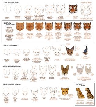 OLD: How to Draw Big Cats Part 1 by TamberElla on DeviantArt Big Cat Tattoo, Paw Drawing, Big Cats Photography, Cat Drawing Tutorial, Cat Anatomy, How To Draw Animals, Big Cats Art, Animal Study, Draw Animals