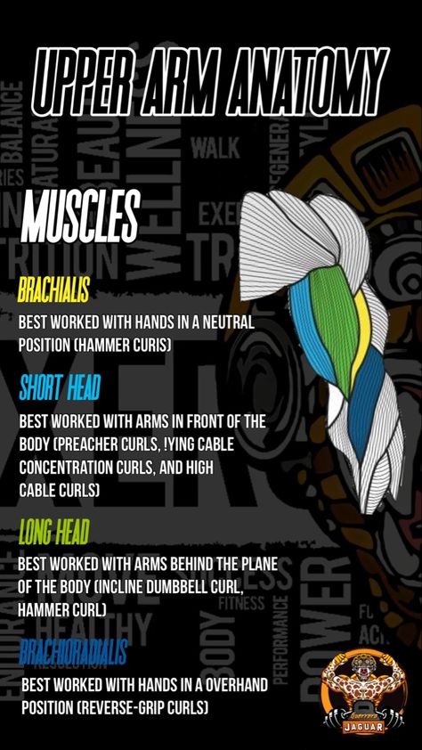 Bicep Curls Variations, Upper Arm Anatomy, Bicep Anatomy, Bodybuilding Anatomy, Cable Bicep Curl, Upper Workout, Muscular Anatomy, S Curls, Bodybuilding Plan