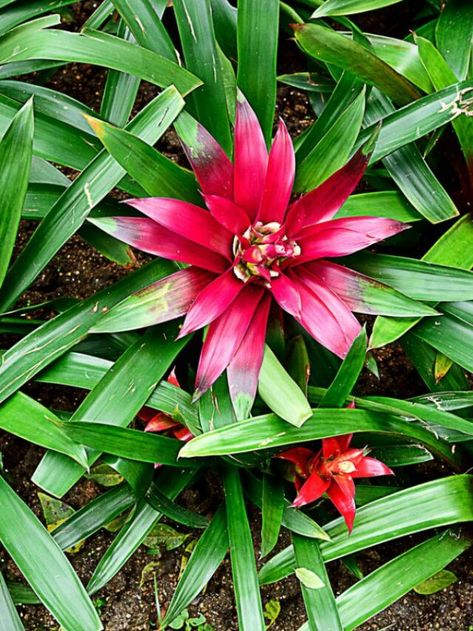 Neoregelia Bromeliads - Houseplant Central Neoregelia Bromeliads, Tall Flowers, Flower Spike, Large Pots, Colorful Leaves, Low Lights, House Plants, Orchids, Soil