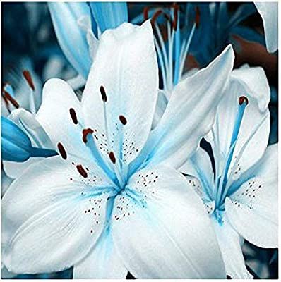 Lilium Flower, Lily Seeds, White Lily Flower, Orchid Seeds, Seed Pots, Bonsai Seeds, Flower Perfume, Bonsai Flower, Lily Bulbs