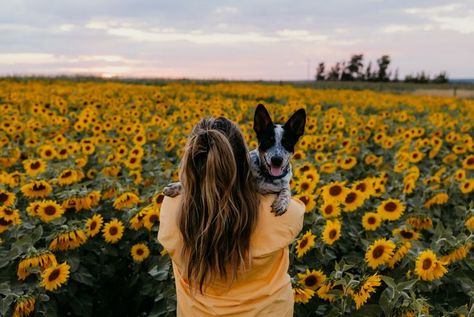 Dog mom and puppy. Sunflower field photoshoot. Sunflowers. Puppies. Long Hair. Cute Dog. Summer. Sunflower Field Photoshoot With Dog, Dog Sunflower Photoshoot, Doggie Wallpaper, Sunflower Field Pictures, Sunflower Photoshoot, Field Pictures, Pets Photography, Fall Minis, Couple Shoots