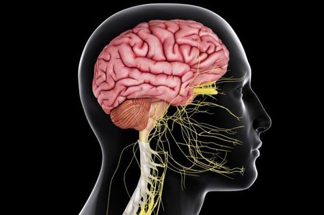 The central nervous system is responsible for processing information received from all parts of the body. The main organs are the brain and spinal cord. Nerf Vague, Brain Nerves, Sistem Saraf, Peripheral Nervous System, Structure And Function, Spinal Cord, Central Nervous System, Anatomy And Physiology, Pressure Points