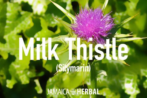 7 Milk Thistle Tea Benefits that truly elevate your health — Jamaica Herbal Thistle Benefits, Milk Thistle Benefits, Milk Thistle Tea, Increase Breastmilk, Female Health, Plant Milk, Skin Clear, Milk Production, Healthy Blood Sugar Levels