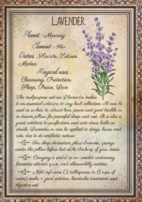 Herbs Book, Wicca Herbs, Book Of Shadows Pages, Witchcraft Herbs, Herbs Plants, Magickal Herbs, Witch Herbs, Magia Das Ervas, Green Witchcraft