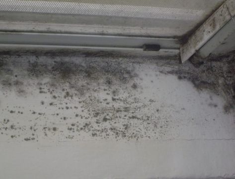 Simple Ways of Removing Black Mold on Windows - Clean Water Partners Mold On Window Sills, Kill Black Mold, Wood Window Sill, Clean Black Mold, Remove Black Mold, Cleaning Mold, Best Cleaner, Window In Shower, Window Molding