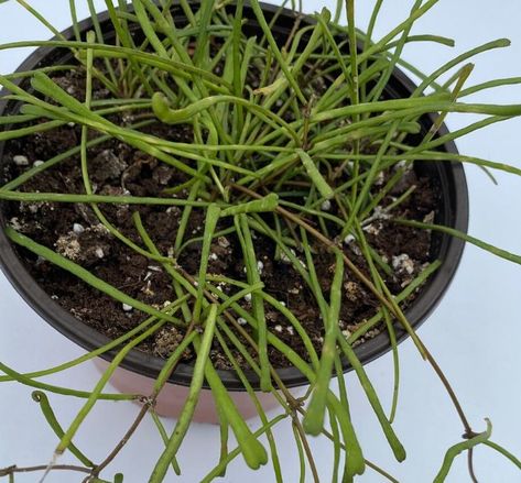 Hoya Retusa Care | OSERA Hoya Retusa, Hoya Plant, Low Light Plants, Indoor Gardening, House Plants Indoor, New Growth, Heating Systems, Indoor Garden, House Plants