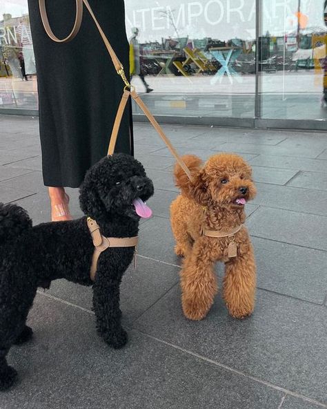 Poodle Sizes Chart, Teacup Poodle Full Grown, Toy Poodle Full Grown, Poodle Sizes, Toy Poodle Haircut Styles, Poodle Teddy Bear Cut, Black Toy Poodle, Toy Poodle Haircut, Poodle Haircut Styles