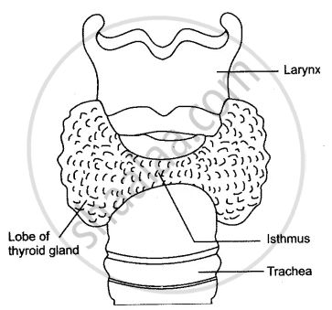 Thyroid Gland Drawing, Thyroid Gland, Endocrine System, Biology, Quick Saves