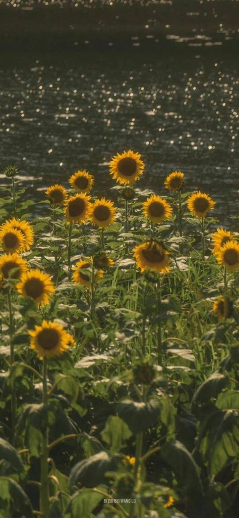 Sunflower Sunset, Wallpaper Iphone Summer, Cocoppa Wallpaper, Sunflower Wallpaper, Nothing But Flowers, Macbook Wallpaper, Xiamen, Nature Aesthetic, Sky Aesthetic