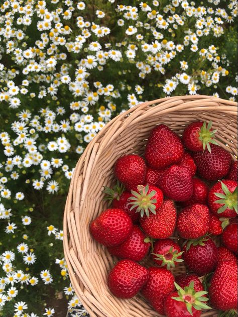 Strawberry Aesthetic Wallpaper, Strawberry Perfume, Strawberry Aesthetic, Fruit Wallpaper, Fruit Photography, Cottagecore Aesthetic, Spring Aesthetic, Summer Picnic, Red Aesthetic