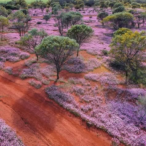 Australian Scenery, Australian Landscapes, Australia Landscape, Nature Wonders, Venomous Snakes, Australian Landscape, 7 Wonders, Outback Australia, Australian Flora