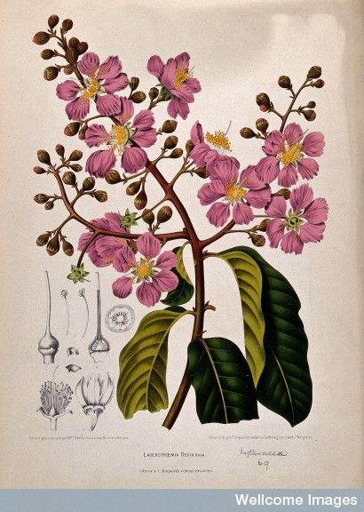 Pride-of-India, queen flower or pyinma (Lagerstroemia specio Pride Of India Flowers, Myrtle Flower, Texas Garden, Myrtle Tree, Natural Inspiration, Missouri Botanical Garden, Crape Myrtle, Botanical Illustration Vintage, Scientific Illustration