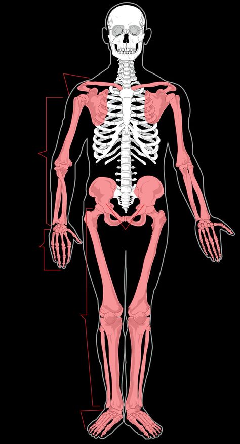 Female Human Anatomy, Human Anatomy Organs, Human Skeleton Labeled, Skeleton Labeled, Skeletal Muscle Anatomy, Appendicular Skeleton, Human Anatomy Chart, Skeletal System Anatomy, Human Body Diagram