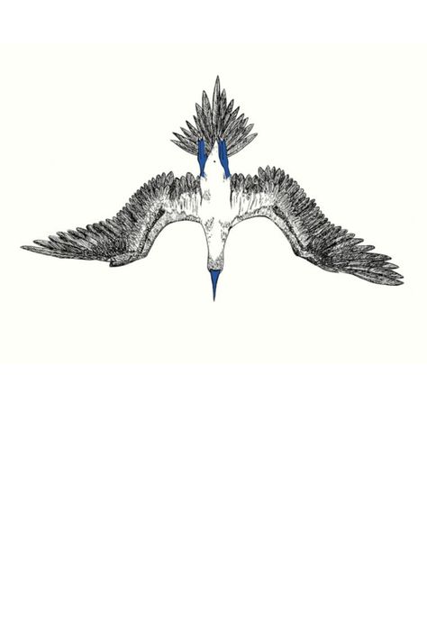 Blue booby is a skilled and charming bird, a real athlete. Bird Diving, Diving Bird, Watercolour Sketches, Booby Bird, Feather Drawing, Tour Poster, Bird Necklace, Tour Posters, Birds Tattoo