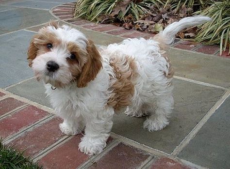 Brown And White Cavapoo, Cavachon Dog Grooming, Cavachon Full Grown, Cavachon Dog, Teddy Bear Puppies, Cavachon Puppies, Teddy Bear Dog, King Charles Dog, Dog Grooming Tips