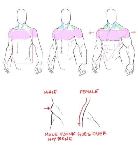 Different Anatomy Styles, How To Draw Pectorals, Muscle Tutorial Drawing, Masculine Body Reference, Torso Drawing Tutorial, Muscles Drawing Reference, Anatomy Tricks, Muscle Tutorial, Male Anatomy