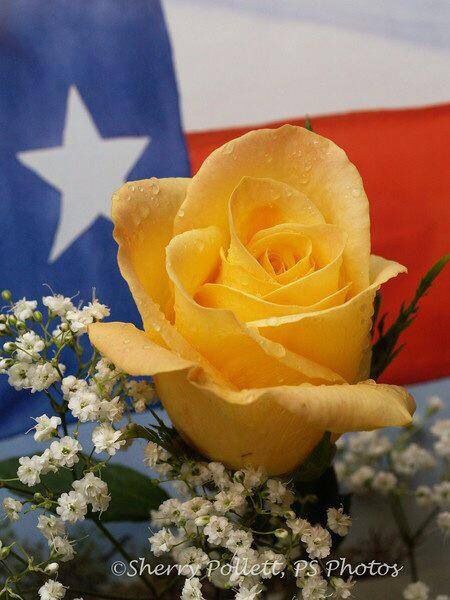 Yellow rose of Texas Texas Party, Yellow Rose Of Texas, Texas Theme, Golden Roses, Only In Texas, Powerful Symbols, Texas Life, Republic Of Texas, Texas Forever